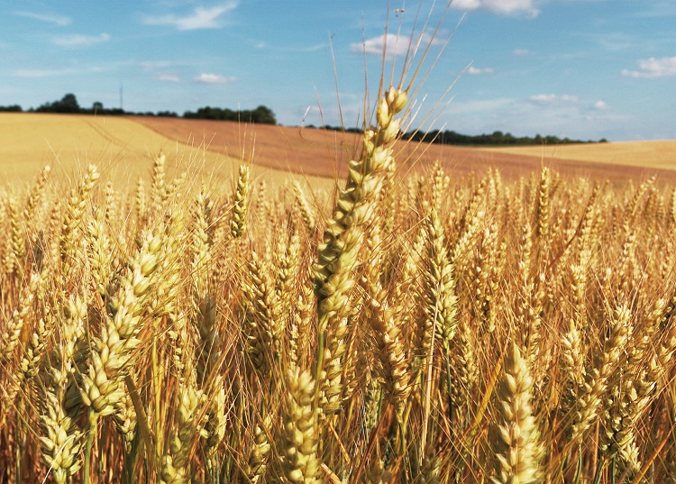 利用亞洲銀行貸款旱作可持續農業項目
